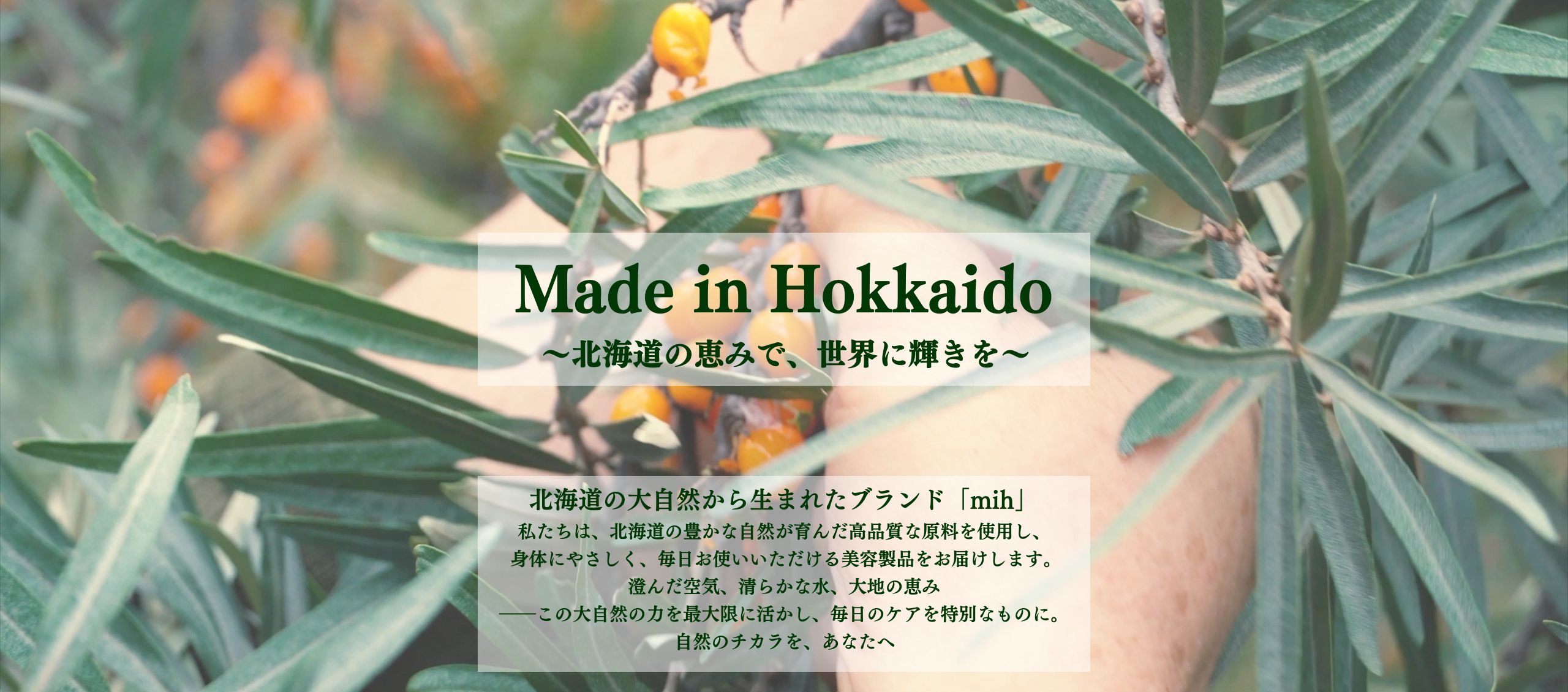 シーベリー　サジー　収穫